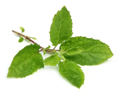 Ayurvedic herbs for skin whitening