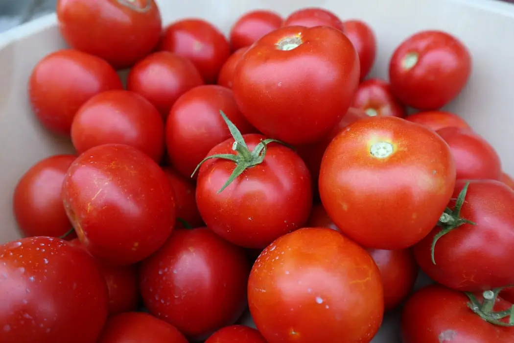 Tomatoes for reduce belly fat